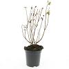 Hypericum i. 'Orange Flair' Pot 1,5 liter
