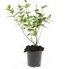Hypericum i. 'Orange Flair' Pot 1,5 liter