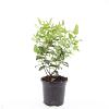 Hypericum i. 'Orange Flair' Pot 1,5 liter