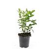 Hypericum i. 'Orange Flair' Pot 1,5 liter
