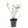 Hypericum i. 'Rheingold' Pot 1,5 liter