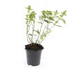 Hypericum i. 'Rheingold' Pot 1,5 liter