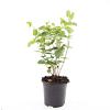 Hypericum i. 'Rheingold' Pot 1,5 liter