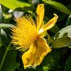Hypericum kalmianum 'Gemo' Pot 1,5 liter
