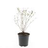 Hypericum kalmianum 'Gemo' Pot 1,5 liter