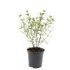Hypericum kalmianum 'Gemo' Pot 1,5 liter