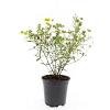 Hypericum kalmianum 'Gemo' Pot 1,5 liter