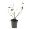 Hypericum kouytchense Pot 1,5 liter