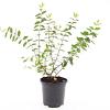 Hypericum kouytchense Pot 1,5 liter