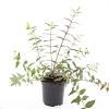 Hypericum moser. 'Tricolor' Pot 1,5 liter