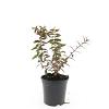 Hypericum moser. 'Tricolor' Pot 1,5 liter