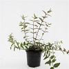 Hypericum moser. 'Tricolor' Pot 1,5 liter