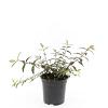 Hypericum moser. 'Tricolor' Pot 1,5 liter