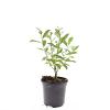 Itea virginica Pot 1,5 liter