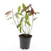 Itea virginica 'Henry's Garnet' Pot 1,5 liter