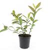 Itea virginica 'Henry's Garnet' Pot 1,5 liter