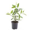 Itea virginica 'Henry's Garnet' Pot 1,5 liter