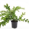 Ligustrum obtusifolium regelianum Pot 1,5 liter