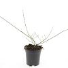 Ligustrum obtusifolium regelianum Pot 1,5 liter