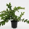 Ligustrum obtusifolium regelianum Pot 1,5 liter