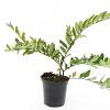 Ligustrum obtusifolium regelianum Pot 1,5 liter