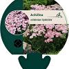 Achillea m. 'Apfelblüte' Pot 9 cm