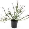 Lonicera nit. 'Red Tips' Pot 1,5 liter