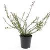Lonicera nit. 'Red Tips' Pot 1,5 liter