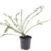 Lonicera nit. 'Red Tips' Pot 1,5 liter