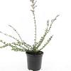 Lonicera nit. 'Red Tips' Pot 1,5 liter