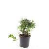 Pachysandra terminalis Pot 1,5 liter
