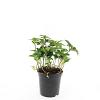 Pachysandra terminalis Pot 1,5 liter