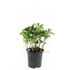 Pachysandra terminalis Pot 1,5 liter