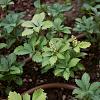 Pachysandra term. 'Green Carpet' Pot 1,5 liter