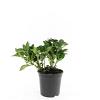 Pachysandra term. 'Green Carpet' Pot 1,5 liter