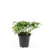 Pachysandra term. 'Green Carpet' Pot 1,5 liter