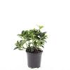 Pachysandra term. 'Green Carpet' Pot 1,5 liter