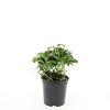 Pachysandra term. 'Green Carpet' Pot 1,5 liter