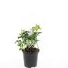 Pachysandra term. 'Green Sheen' Pot 1,5 liter