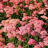 Achillea m. 'Lachsschönheit' Pot 9 cm