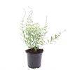 Perovskia 'Blue Spire' Pot 1,5 liter