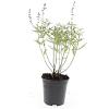 Perovskia 'Blue Spire' Pot 1,5 liter