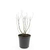 Perovskia 'Blue Spire' Pot 1,5 liter