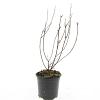 Philadelphus 'Belle Etoile' Pot 1,5 liter