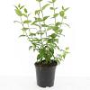 Philadelphus 'Belle Etoile' Pot 1,5 liter