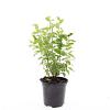 Philadelphus 'Belle Etoile' Pot 1,5 liter