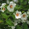 Philadelphus 'Belle Etoile' Pot 1,5 liter