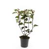 Physocarpus opulif. 'Red Baron' Pot 1,5 liter