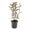 Physocarpus opulif. 'Red Baron' Pot 1,5 liter