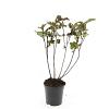 Physocarpus opulif. 'Red Baron' Pot 1,5 liter